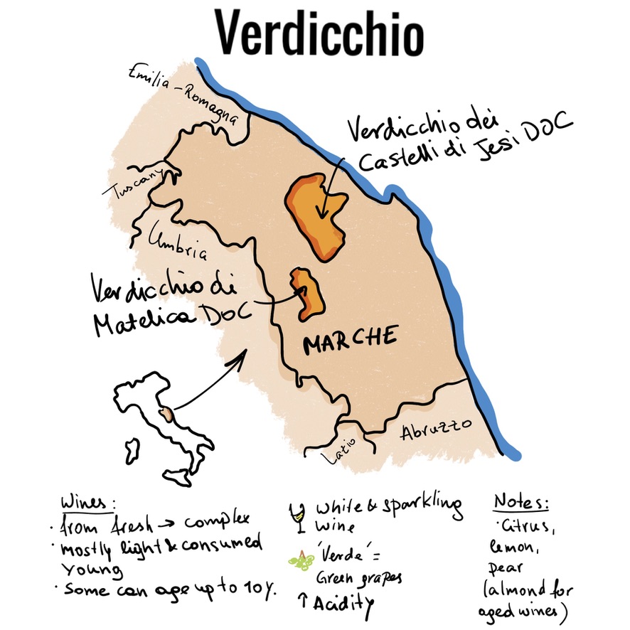 Verdicchio, italy, trebbiano, marche, italian wine, white wine, sparkling wine,