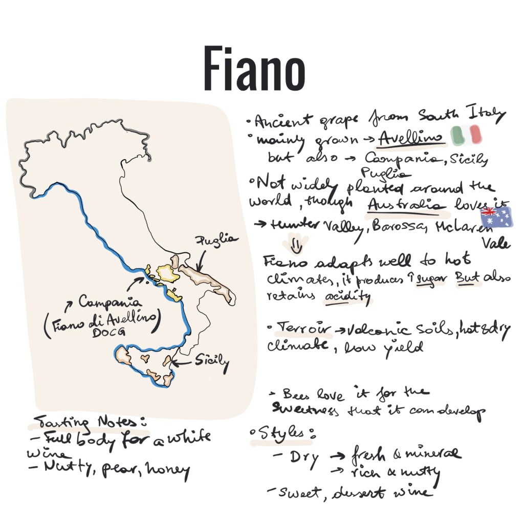 Fiano, white grape, fiano grape, white wine, white wine grapes, italian grapes, italian white wine, Avellino, Avellino wine, Campania